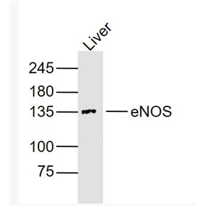 Anti-eNOS antibody-一氧化氮合成酶-3（内皮型）单克隆抗体