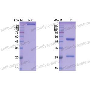 Research Grade Romlusevimab  (DVV00312)