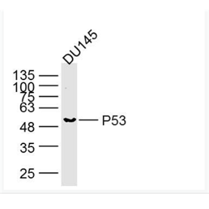 Anti-P53 antibody-P53单克隆抗体
