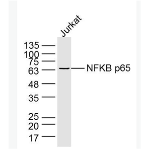 Anti-NFKB p65 antibody-细胞核因子/k基因结合核因子单克隆抗体