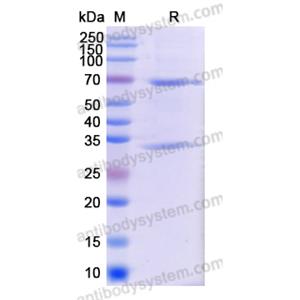 Research Grade Obrindatamab  (DHJ04004)