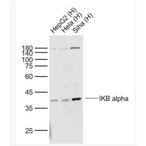 Anti-IKB alpha antibody-核因子κB抑制蛋白α单克隆抗体