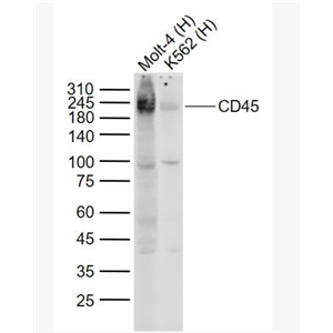 Anti-CD45  antibody-白细胞共同抗原CD45单克隆抗体