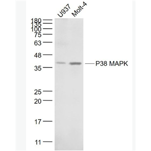 Anti-P38 MAPK  antibody-丝裂原活化蛋白激酶p38α单克隆抗体