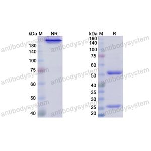 Research Grade Pimivalimab  (DHH02226)