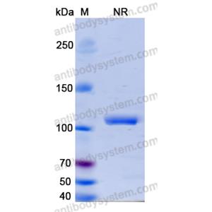 Research Grade Erfonrilimab  (DHJ70114)