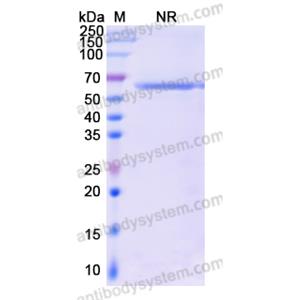 Research Grade Pacanalotamab  (DHF92404)