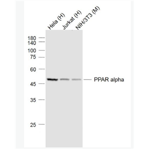 Anti-PPAR alpha  antibody-α型-过氧化酶活化增生受体单克隆抗体