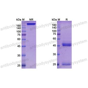 Research Grade Tilogotamab  (DHA29106)