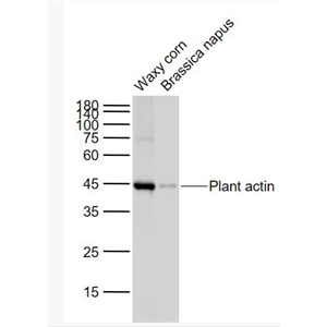 Anti-Plant actin(Loading Control) antibody-植物肌动蛋白（内参）单克隆抗体