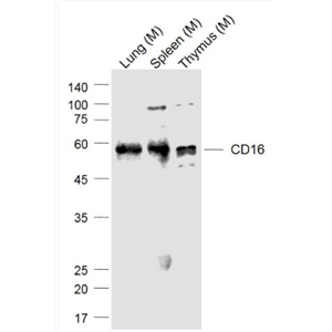 Anti-CD16 antibody-FC段γ受體3/免疫球蛋白G Fc段受體III單克隆抗體