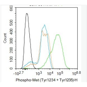 Anti-P63 antibody-腫瘤抑制基因p63α單克隆抗體