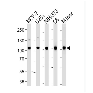 Anti-VCP antibody-含缬酪肽蛋白单克隆抗体,VCP