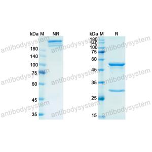 瑞弗利单抗,Research Grade Retifanlimab  (DHH02218)