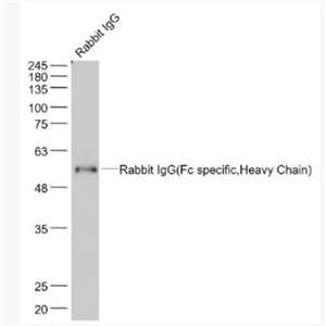 Anti-Rabbit IgG(Fc specific,Heavy Chain)  antibody-兔IgG Fc单克隆抗体,Rabbit IgG(Fc specific,Heavy Chain)