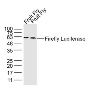 Anti-Firefly Luciferase antibody-荧光素酶单克隆抗体