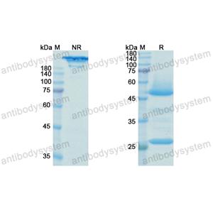 Research Grade Bedinvetmab  (DQB91701)