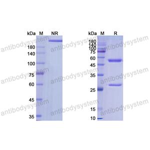 他林妥单抗,Research Grade Tamrintamab(DHJ57402)