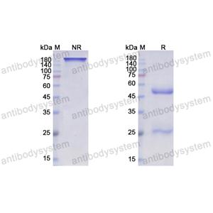 帕澤利單抗,Research Grade Pozelimab  (DHB90006)