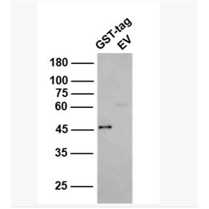 Anti-GST tag antibody-GST标签抗体