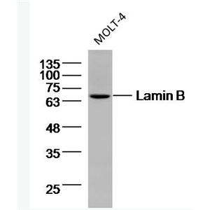 Anti-Lamin B (Nuclear Loading Control) antibody-核纤层蛋白B（核内参）单克隆抗体