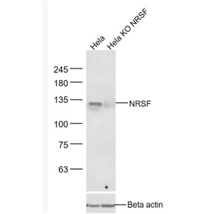 Anti-NRSF antibody-神经元抑制蛋白抗体