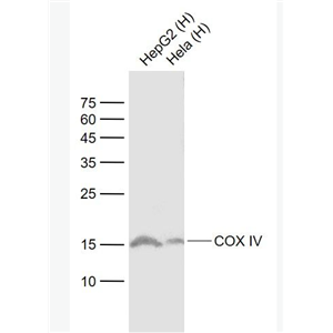 Anti-COX4I1 antibody-细胞色素c氧化酶IV重组兔单抗
