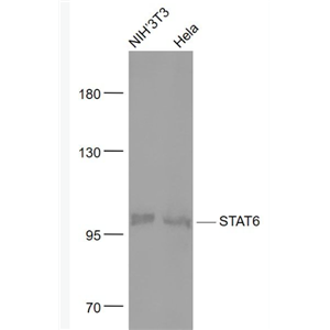 Anti-STAT6 antibody-信号转导和转录激活因子6重组兔单抗