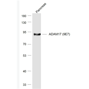 Anti-ADAM17 (9E7) antibody-ADAM17重组兔单抗