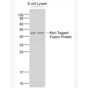 Anti-Myc tag antibody-Myc tag标签抗体
