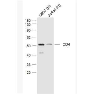 Anti-CD4 antibody-CD4重组兔单抗