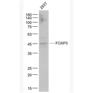 Anti-FOXP3 antibody-叉头蛋白P3重组兔单抗