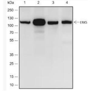 Anti-ERK5 antibody-细胞外信号调节激酶5重组兔单抗