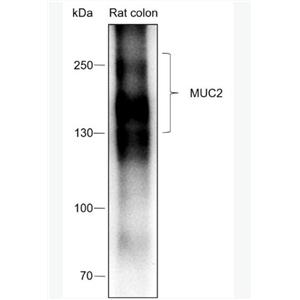 Anti-MUC2 antibody-粘蛋白-2/上皮膜抗原2重组兔单抗,MUC2