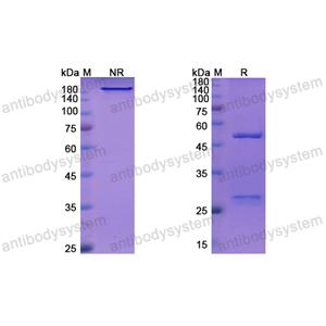 Research Grade Inclacumab(DHD15102)