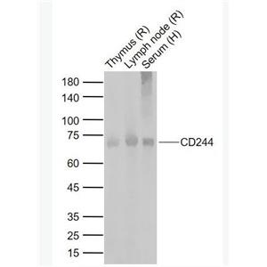 Anti-CD244  antibody-CD244抗体