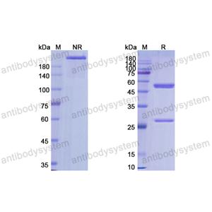 Research Grade Lemalesomab  (DHE25602)