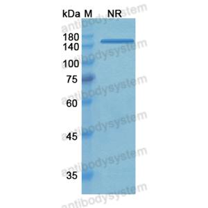 Research Grade Tadocizumab  (DHC33303)