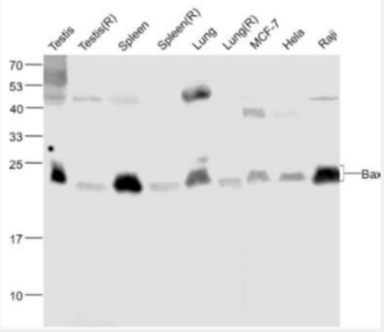 Anti-Bax antibody-Bax重組兔單抗,Bax