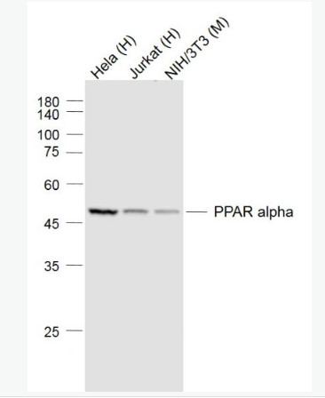 Anti-PPAR alpha antibody-α型-过氧化酶活化增生受体单克隆抗体,PPAR alpha