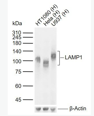 Anti-LAMP1 antibody-溶酶体相关膜蛋白1（CD107）单克隆抗体,LAMP1