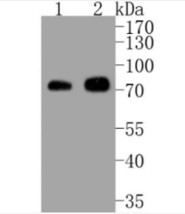 Anti-Phospho-RAF1 (Ser43) antibody-磷酸化原癌基因RAF1重组兔单抗,Phospho-RAF1 (Ser43)