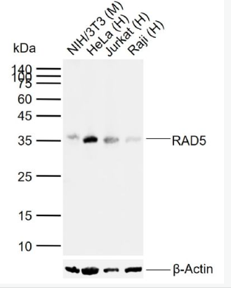 Anti-RAD51 antibody-Rad51单克隆抗体,RAD51