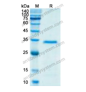 Research Grade Human CD87/PLAUR/uPAR (ATN-658) 单克隆抗体,Research Grade Human CD87/PLAUR/uPAR (ATN-658) (DHF99101)