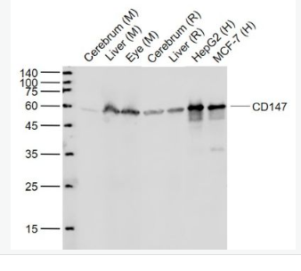 Anti-CD147 antibody-CD147重组兔单抗,CD147