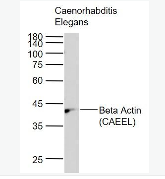 Anti-Beta Actin (CAEEL,Loading Control) antibody-线虫肌动蛋白（内参）抗体,Beta Actin (CAEEL,Loading Control)