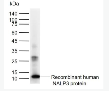 Anti-NLRP3 antibody-细胞凋亡诱导蛋白NALP3抗体,NLRP3