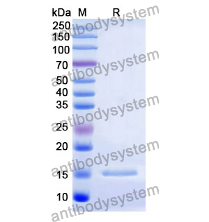 抗 Human CD252/TNFSF4/OX40L 纳米抗体 (SAA1277)(RHD58801),Anti-Human CD252/TNFSF4/OX40L Nanobody (SAA1277)