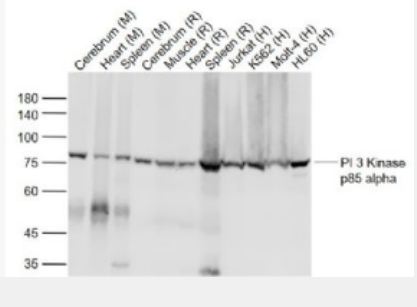 Anti-PIK3R1 (animal-free) antibody-磷脂酰肌醇激酶单克隆抗体 (无动物源),PIK3R1 (animal-free)