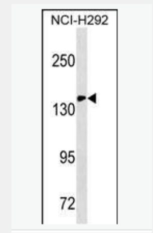 Anti-CD11c antibody-整合素αX单克隆抗体,CD11c